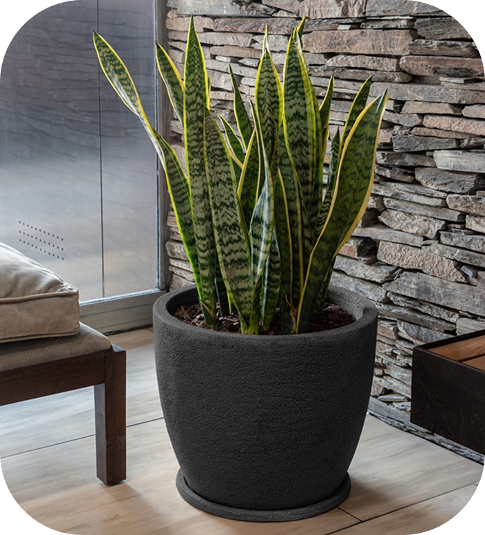 imagen de maceta con planta